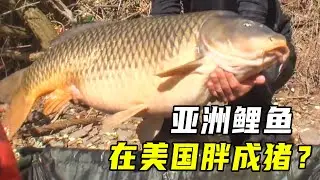 美国人大战亚洲鲤鱼，15年烧光50亿，投毒电击都没用？