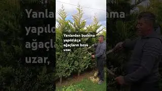 &Ccedil;it Budama Nasıl Yapılır? #bah&ccedil;ebitkileri #peyzaj #bah&ccedil;e #peyzajmimarlığı #ağa&ccedil;lar