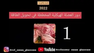 شرح مبسط و متسلسل لدرس دور العضلة الهيكلية المخططة في تحويل الطاقة(الجزء1)