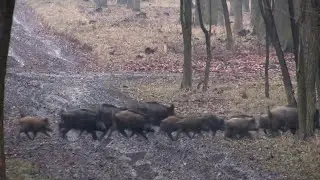 Vaddisznó veszélyre figyelmeztetik a kirándulókat