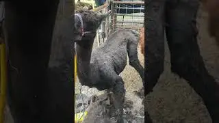 shaving sheep, Functionality breeds true beauty, dont leave it behind.