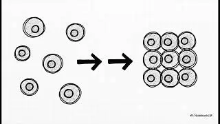 Le Voyage du Corps Humain (Anatomie)