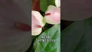 anthurium plants