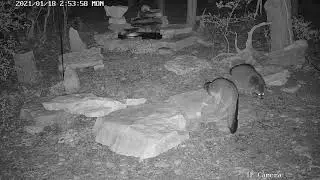 PBBcam008 fox and raccoon size comparison