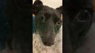 She looks delicious! #dog #filters #cupcakequeen #cute #threeleggeddog