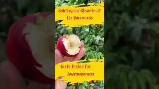 Stone fruit trees like peaches low chill for the subtropics #shorts #stonefruit