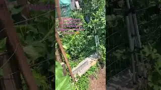Cucumber Row!! Fence for Cucumber 😍. #garden #love #cucumber #fruit #salad #microfarm