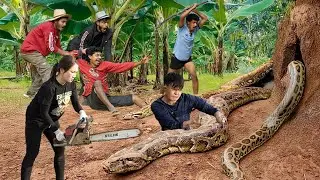 Shocking: Giant Python Attacks Disabled Boy, Brave Female Hunter Fights Giant Python to Rescue