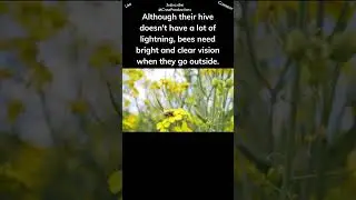 Bee see UV light #bee #shorts