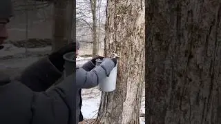 How Maple Syrup Is Made From Trees 😳