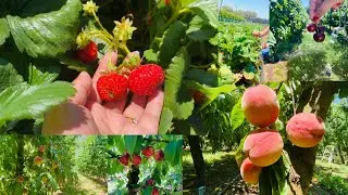 Fruit picking at Naturipe Fruits, Bacchus Marsh | Nectarine | Cherries | Strawberry Farm 🍓🍒🍑🇦🇺