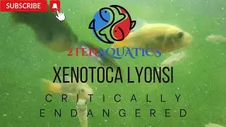 2Ten Aquatics with Critically Endangered Goodeidae Lyonsi Species Profile.