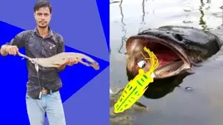 SNAKEHEAD MURREL FISH CATCHING VIDEO  MURRL #abs #subscribe #viral