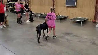 Small Handler Superior Doberman 