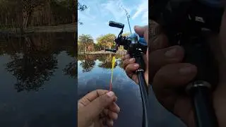 casting toman umpan softlure #viralvideo #fishing #toman #foryou
