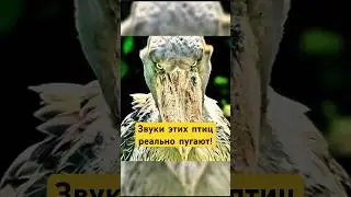 Удивительные Творения Аллаха! #shotrs