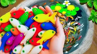 Surprised Catch Stranger Aquarium Fish In Small Pond, Baby Turtles, Blue Guppy, Koi, Crabs, Snails