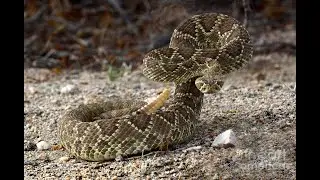 snake anatomy