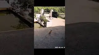 #dog #cat #omg #animals #shortvideo