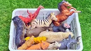 Explore The Wild 🦒🦁 | Giraffe And Lion Animal Names And Sounds For Kids
