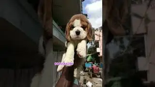 show quality heavy size beagle Male puppy for sale in Bangalore EP 1560