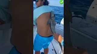 How do Remora Fish Stick to Sharks #shorts #facts #wildlife #youtubeshorts
