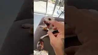 This Dog Is Very Angry || Sad Dog 