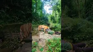 find tiger way #262 #shortvideos #viral #tigerkill