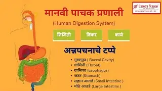 Human Digestive System || मानवी पचन संस्था (MPSC 2022)