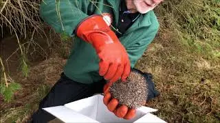Hedgehog teeth :)
