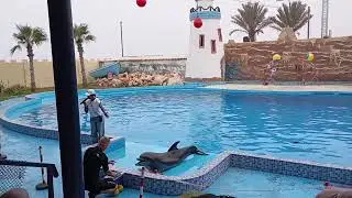 عروض الدلافين بأكادير | عرض الدولفين|dolphin show in agadir