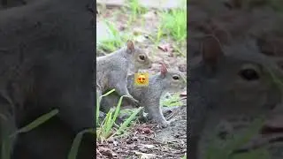 romantic animals mate life 😍😍#shorts #squirrel#squirrels#squirreleating