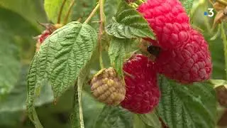 Haute-Vienne : 100 variétés de framboises pour une visite fruitée au château de Losmonerie