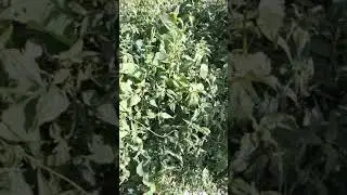 Jack na Bush pt2/Christmas bush/Baby bush/Chromelena odorata
