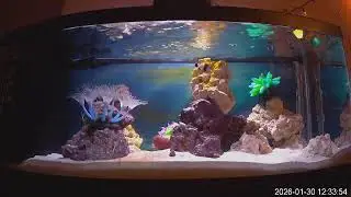 Saltwater Tank