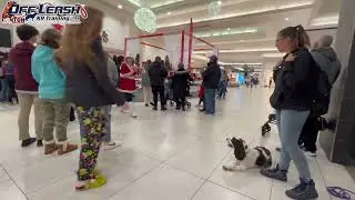 Dax | 3 Year Old Springer Spaniel | 2 Week Board and Train | E-Collar Obedience