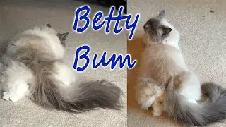😲 Cat Sticks Her Bum in the Air