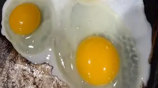 February 3,2026 #chicken #goat #pig #hardwork #homestead #farmlife #farm #rainyday #viralvideo 