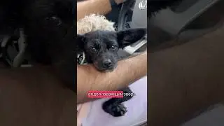 Я научилась плавать