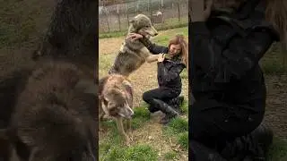 На девочку напали ОГРОМНЫЕ ВОЛКИ #волк #волки
