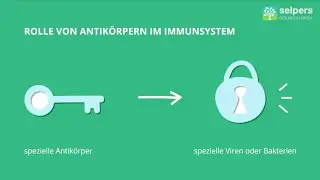Antigene und Antikörper (Experte erklärt)