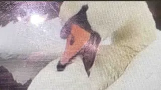 ANFS - Ananeosu
