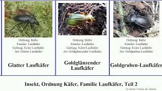 Insekt, Ordnung K&auml;fer, Familie Laufk&auml;fer, Teil 2 gro&szlig;er insect dives chinensis interruptus Kleiner