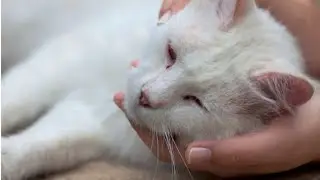 How does a cat's behavior change before death?