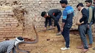 snake helpline sevak ne kiya rescue ret snake ऐसा कारनामा कैमरे में कैद हुआ😱@Sevaksnakehelpline