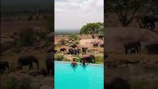 🌅🦁 Unforgettable Safari Adventures at Four Seasons Serengeti, Tanzania #Wanderlust #travelshorts