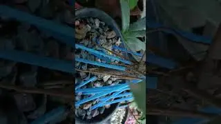 How to grow aerial roots in ficus