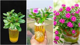 Very easy to grow periwinkle flower plant at home | Step-by-step tutorial