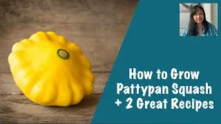 How to Grow Pattypan Squash, plus 2 Great Recipes