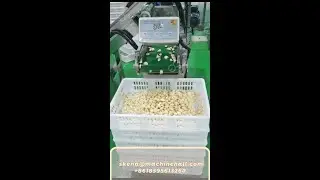 Garlic Clove Washing Drying Packing Machine In Garlic Processing Plant